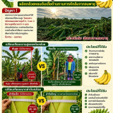 วว. ชูนวัตกรรม “สารควบคุมการเจริญเติบโตพืช” กอบกู้สวนกล้วยหอ ... พารามิเตอร์รูปภาพ 3